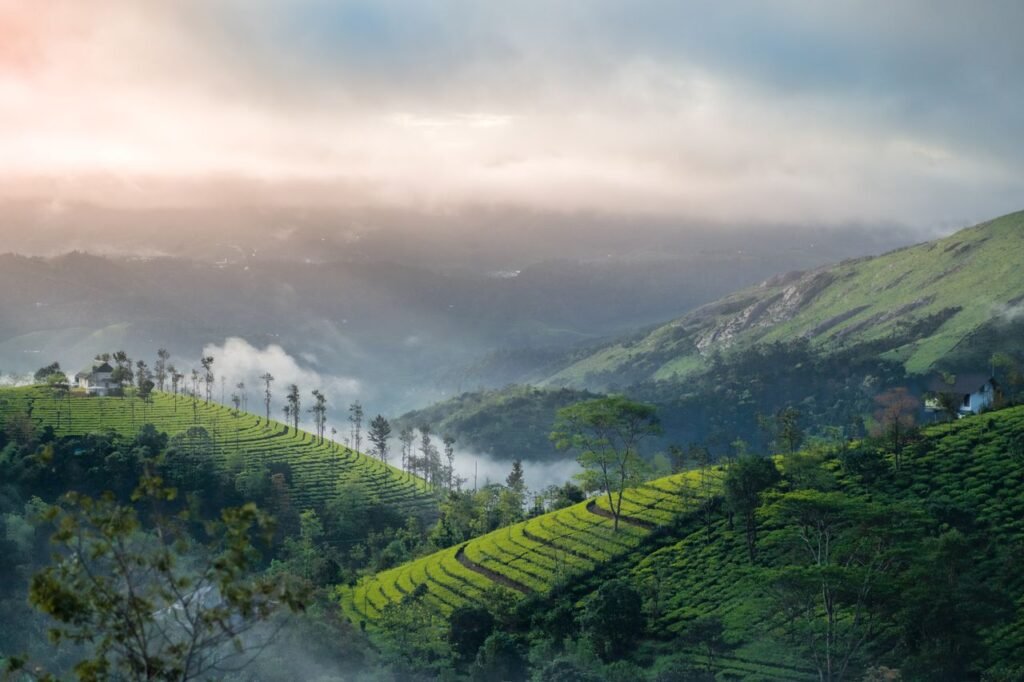 A breathtaking sunrise over the misty tea plantations of Vagamon, Kerala, India.