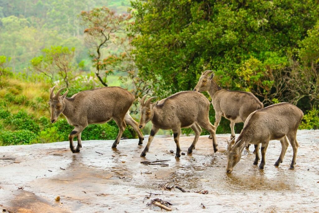pexels photo 16981998 16981998 Nilgiri Tahrs grazing in a lush Munnar forest, showcasing wildlife and nature preservation.