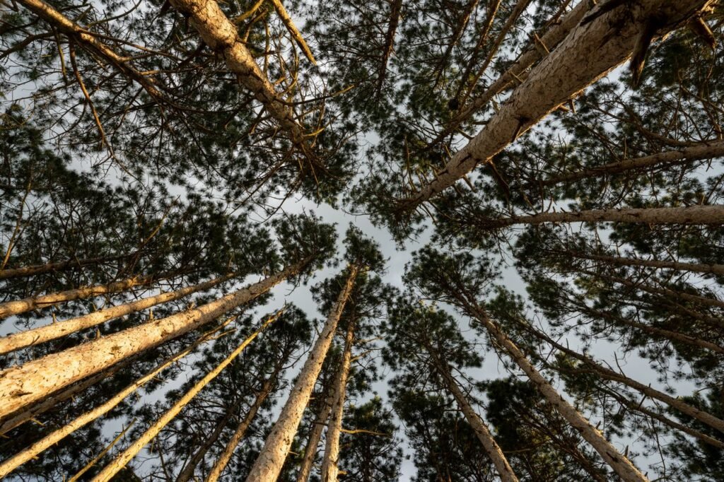 Low angle view of towering evergreen pine trees in a dense forest, showcasing nature's beauty.