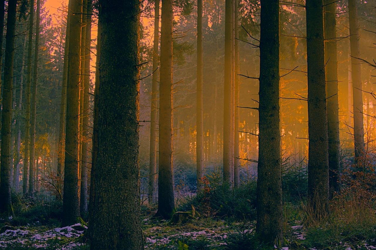 VAGAMON & MUNNAR A stunning winter forest scene in Salzgitter, Germany with enchanting sun rays through pine trees.