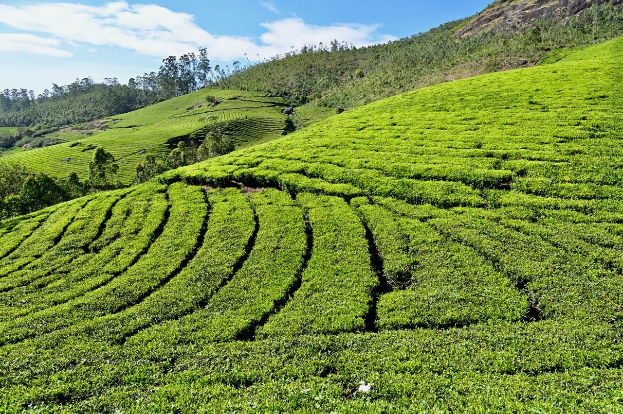 Lush green tea plantations in Mankulam, Kerala, showcasing nature's beauty.