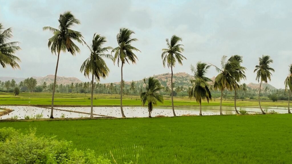 pexels photo 33202739 33202739 Scenic view of palm trees and rice paddies with mountains. Tranquil outdoor nature scene.