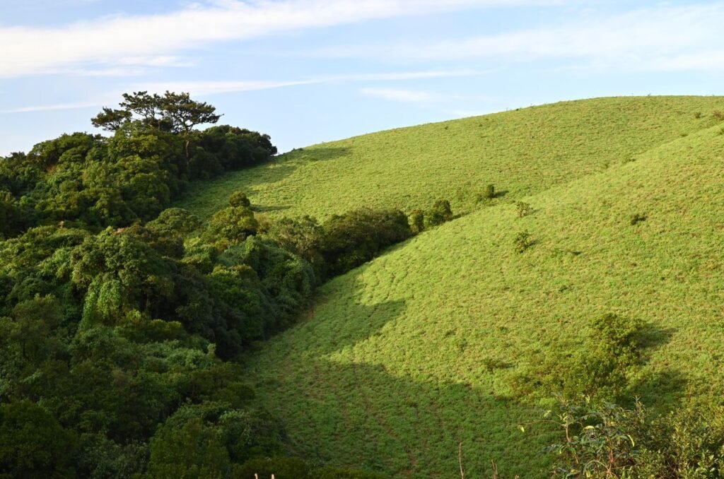 Scenic view of green hills in Madikeri, India showcasing natural beauty.