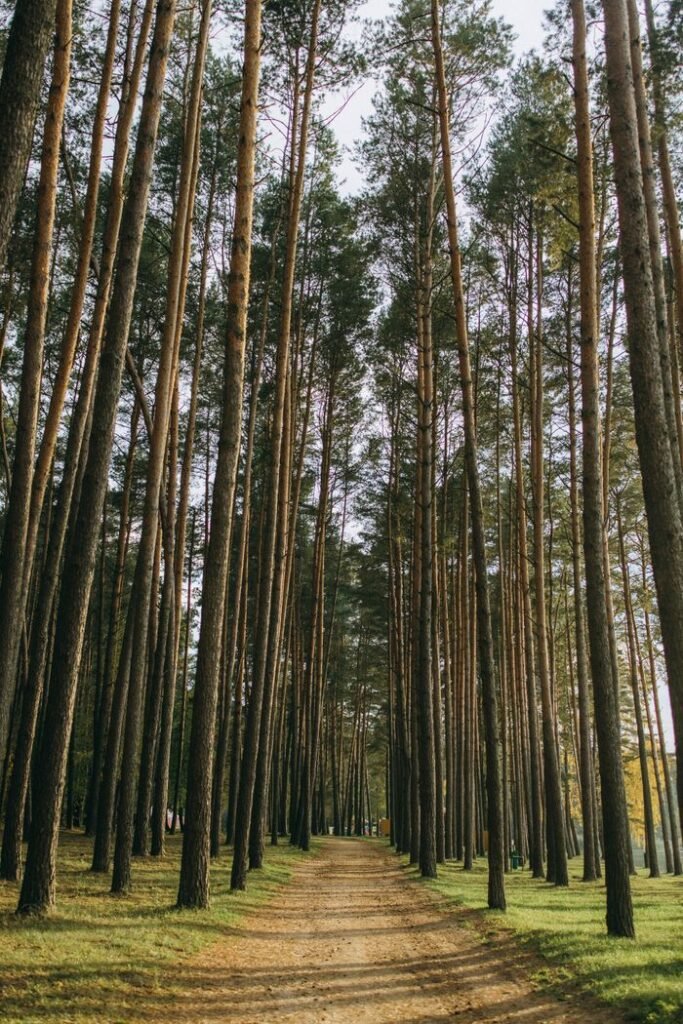 pexels photo 9929146 9929146 A peaceful walk through a towering pine forest on a sunny day, perfect for nature lovers.